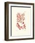 Shades of Coral IV-null-Framed Art Print