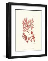 Shades of Coral IV-null-Framed Art Print