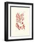 Shades of Coral IV-null-Framed Art Print