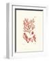 Shades of Coral IV-null-Framed Art Print