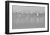 Shades Of Gray-Massimo Mei-Framed Giclee Print