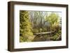 Shades of Green Mark Spring-Richard T. Nowitz-Framed Photographic Print