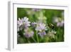 Shades of Nature 10-Gordon Semmens-Framed Photographic Print