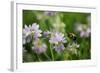 Shades of Nature 10-Gordon Semmens-Framed Photographic Print