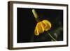 Shades of Nature 15-Gordon Semmens-Framed Photographic Print