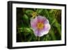 Shades of Nature 23-Gordon Semmens-Framed Photographic Print