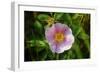 Shades of Nature 23-Gordon Semmens-Framed Photographic Print