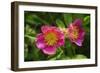 Shades of Nature 24-Gordon Semmens-Framed Photographic Print