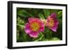 Shades of Nature 24-Gordon Semmens-Framed Photographic Print