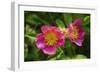 Shades of Nature 24-Gordon Semmens-Framed Photographic Print