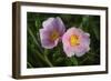 Shades of Nature 25-Gordon Semmens-Framed Photographic Print