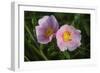 Shades of Nature 25-Gordon Semmens-Framed Photographic Print