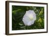 Shades of Nature 26-Gordon Semmens-Framed Photographic Print