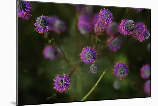Shades of Nature 28-Gordon Semmens-Mounted Photographic Print