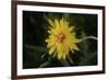 Shades of Nature 29-Gordon Semmens-Framed Photographic Print