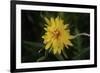 Shades of Nature 29-Gordon Semmens-Framed Photographic Print