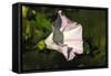 Shades of Nature 31-Gordon Semmens-Framed Stretched Canvas