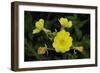 Shades of Nature 37-Gordon Semmens-Framed Photographic Print