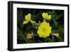 Shades of Nature 37-Gordon Semmens-Framed Photographic Print