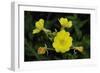 Shades of Nature 37-Gordon Semmens-Framed Photographic Print