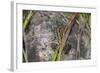 Shades of Nature 3-Gordon Semmens-Framed Photographic Print