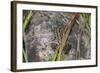 Shades of Nature 3-Gordon Semmens-Framed Photographic Print