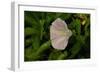 Shades of Nature 40-Gordon Semmens-Framed Photographic Print