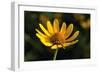 Shades of Nature 41-Gordon Semmens-Framed Photographic Print