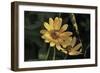 Shades of Nature 42-Gordon Semmens-Framed Photographic Print