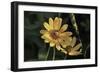 Shades of Nature 42-Gordon Semmens-Framed Photographic Print