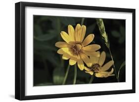 Shades of Nature 42-Gordon Semmens-Framed Photographic Print