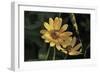 Shades of Nature 42-Gordon Semmens-Framed Photographic Print