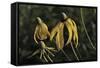 Shades of Nature 43-Gordon Semmens-Framed Stretched Canvas