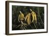 Shades of Nature 43-Gordon Semmens-Framed Photographic Print