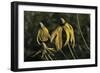 Shades of Nature 43-Gordon Semmens-Framed Photographic Print