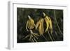 Shades of Nature 43-Gordon Semmens-Framed Photographic Print