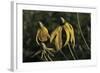 Shades of Nature 43-Gordon Semmens-Framed Photographic Print