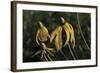 Shades of Nature 43-Gordon Semmens-Framed Photographic Print