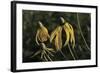 Shades of Nature 43-Gordon Semmens-Framed Photographic Print