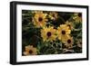 Shades of Nature 44-Gordon Semmens-Framed Photographic Print