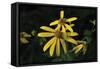 Shades of Nature 47-Gordon Semmens-Framed Stretched Canvas