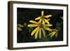 Shades of Nature 47-Gordon Semmens-Framed Photographic Print