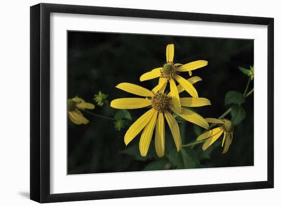 Shades of Nature 47-Gordon Semmens-Framed Photographic Print