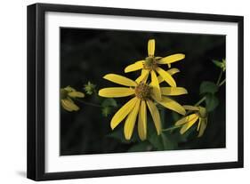 Shades of Nature 47-Gordon Semmens-Framed Photographic Print