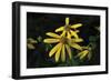 Shades of Nature 47-Gordon Semmens-Framed Photographic Print