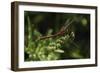 Shades of Nature 4-Gordon Semmens-Framed Photographic Print