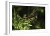 Shades of Nature 4-Gordon Semmens-Framed Photographic Print