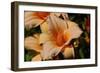 Shades of Nature 51-Gordon Semmens-Framed Photographic Print