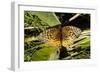 Shades of Nature 55-Gordon Semmens-Framed Photographic Print