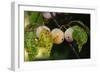 Shades of Nature 60-Gordon Semmens-Framed Photographic Print